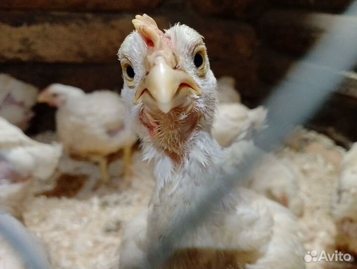 Мясо домашней курицы