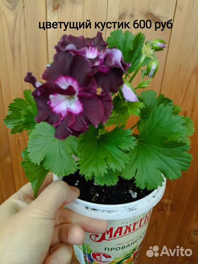 Тюльпановидная, королевская и душистая герань