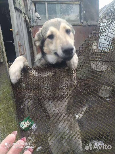 Собака в добрые руки