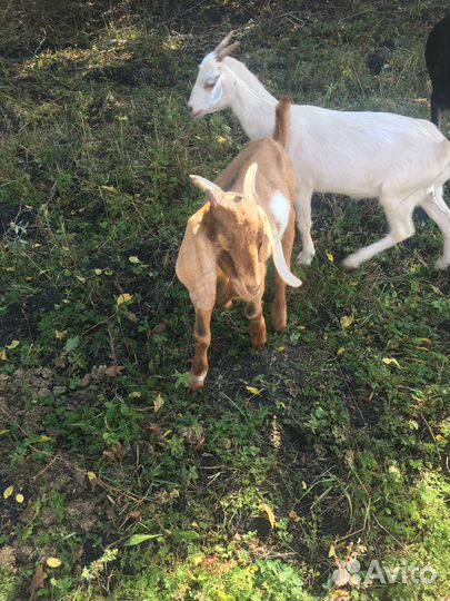 Козы дойные