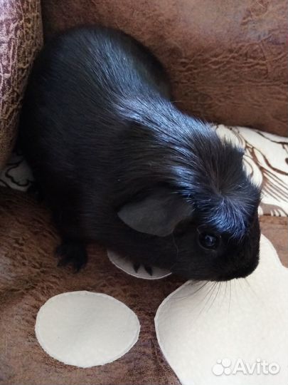 Свинки морские