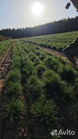 Саженцы ели европейской окс от производителя