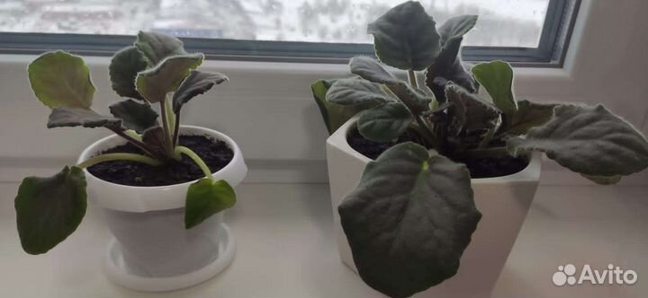 Фиалка в горшках