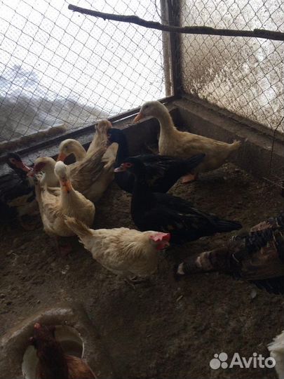 Индоутки гуси