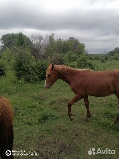 Телята мясной породы бычки