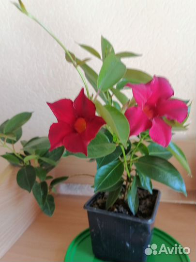 Цветущая лиана дипладения