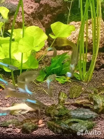 Гуппи эндлера кровавое сердце