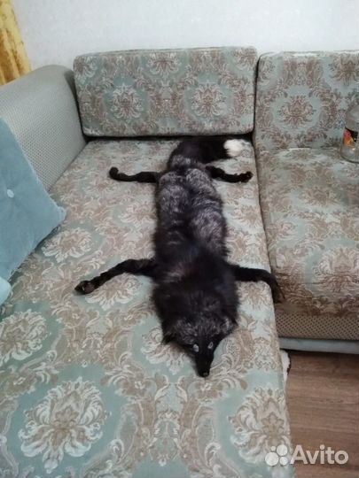 Цельная шкура чернобурой лисы