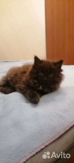 Отдам бесплатно