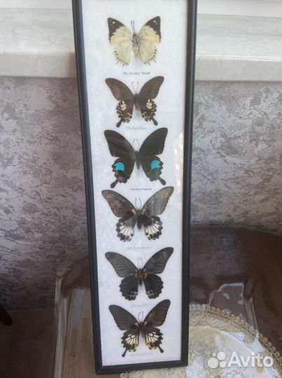 Засушенные бабочки