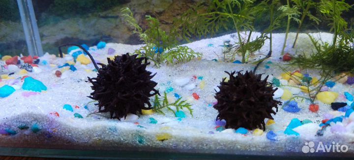 Шишки амбромого дерева