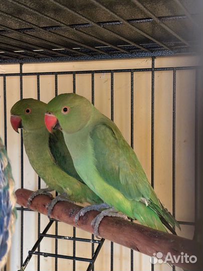 Ожереловый попугай