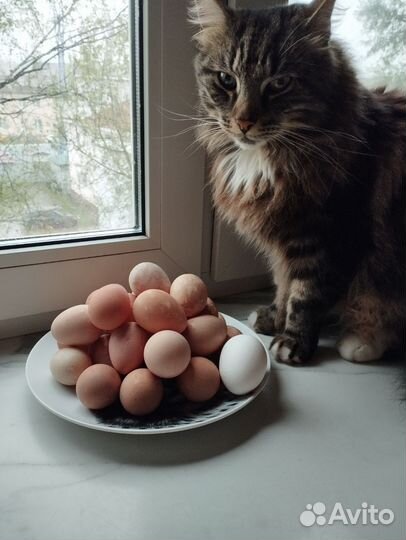 Домашние яйца цесарки