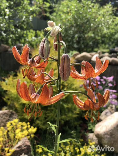 Лилия мартагон