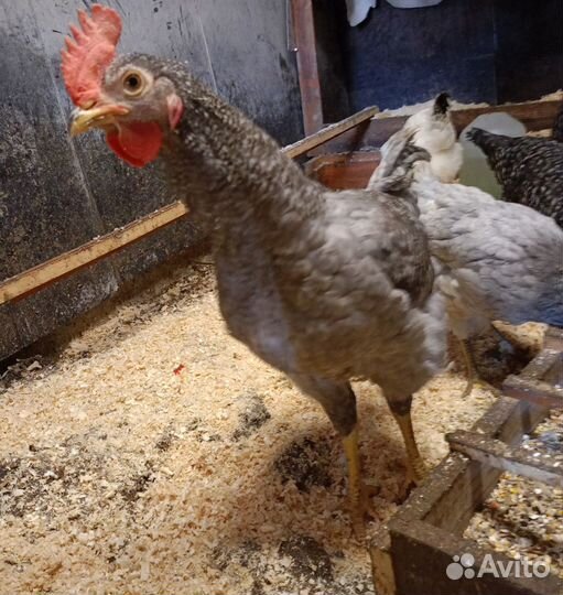 Молодые петухи