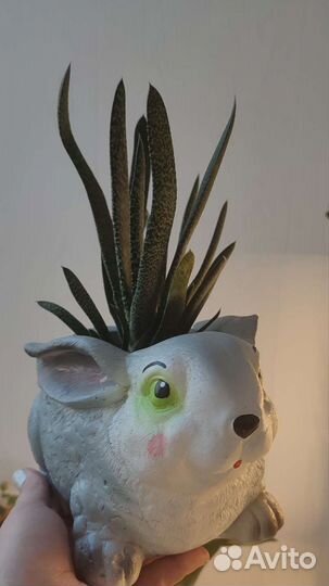 Суккуленты (эхиверия, флорариум)