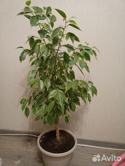 Бенджамина