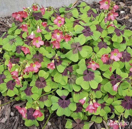 Кислица оксалис