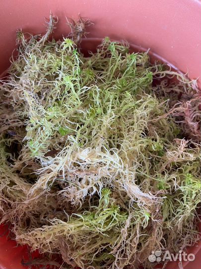 Мох сфагнум