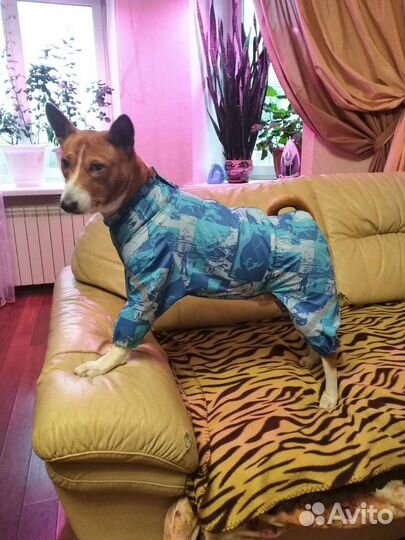 Пошив одежды для собак и кошек