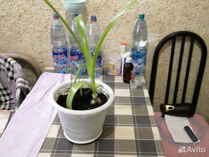 Индийский лук