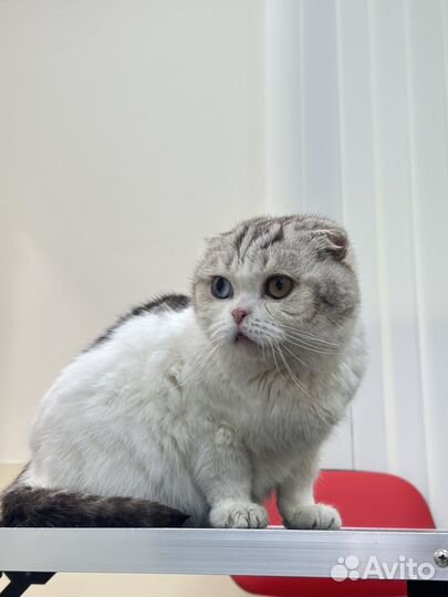 Шотландский вислоухий кот в добрые руки