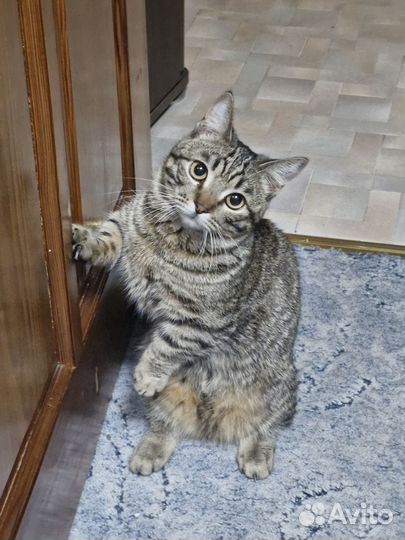 Вязка кот Манчкин