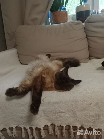 Тайский кот для вязки