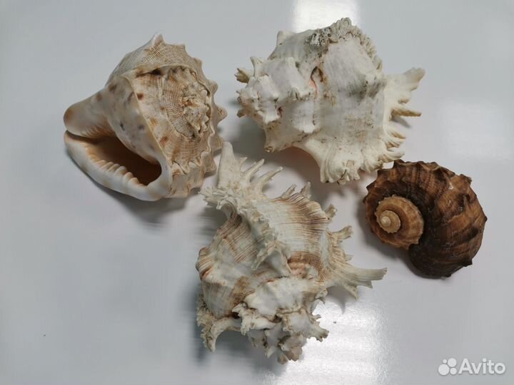 Большая морская раковина