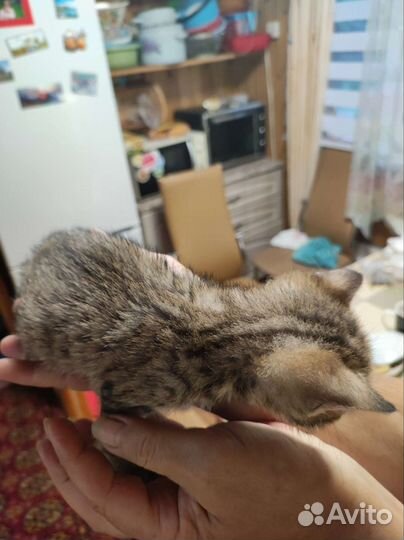 Кошки в добрые руки бесплатно