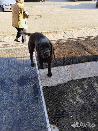 Найдена собака