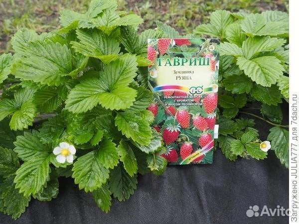 Земляника