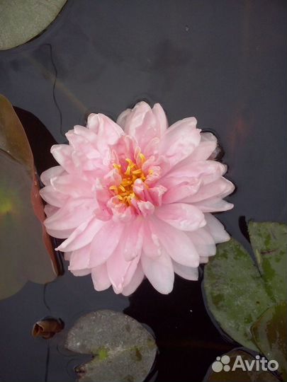 Садовые цветы