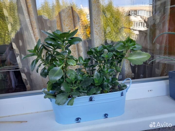 Растение, каланхоэ