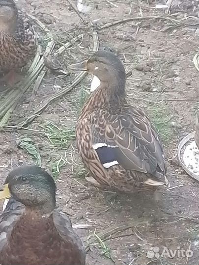 Утки подсадные для охоты