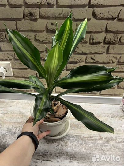 Пальма драцена