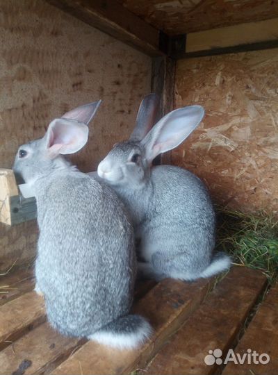 Кролики
