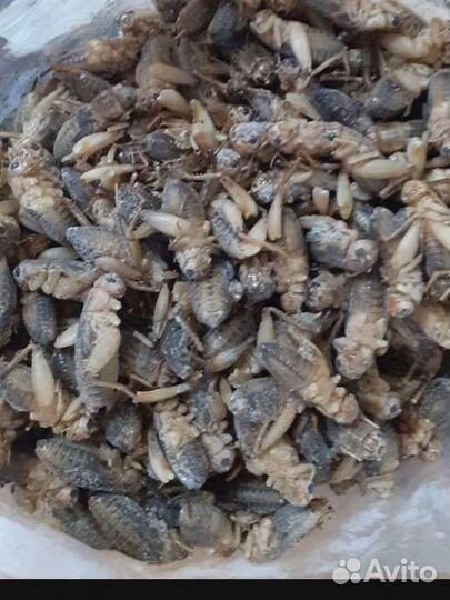 Кормовые насекомые