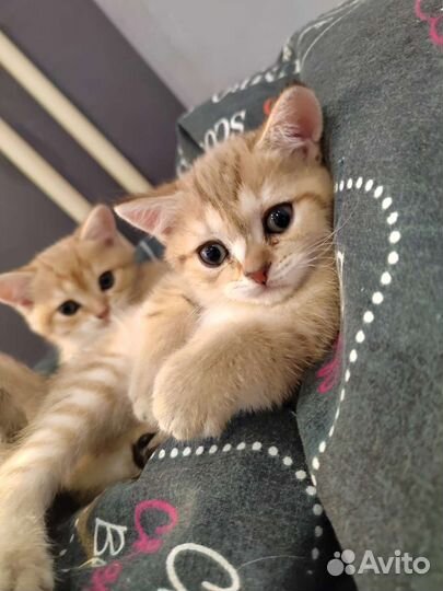 Британские котята