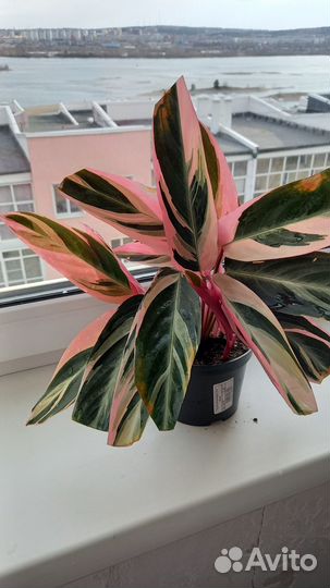 Строманта мультиколор триколор, трехцветная