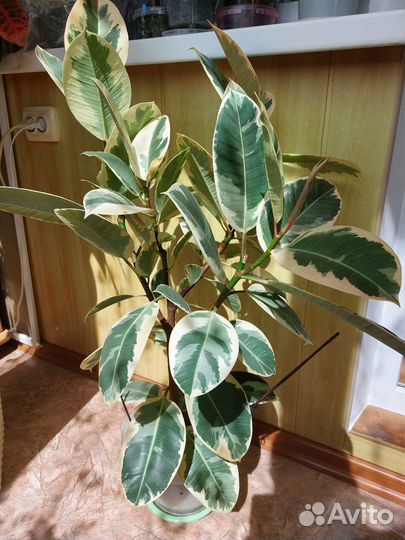 Фикус каучуконосный