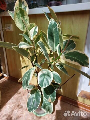 Фикус каучуконосный