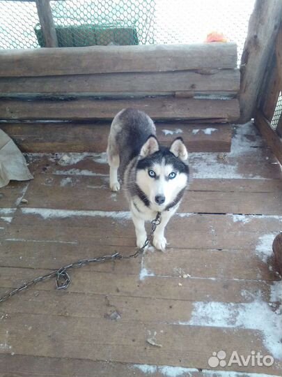 Сибирский хаски