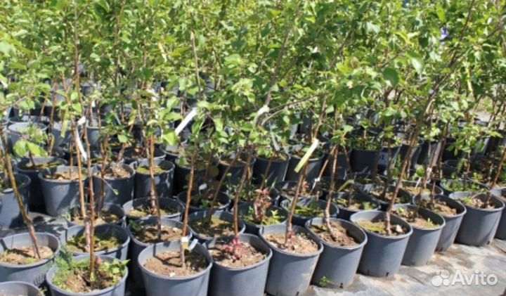 Фруктовые деревья в контейнере