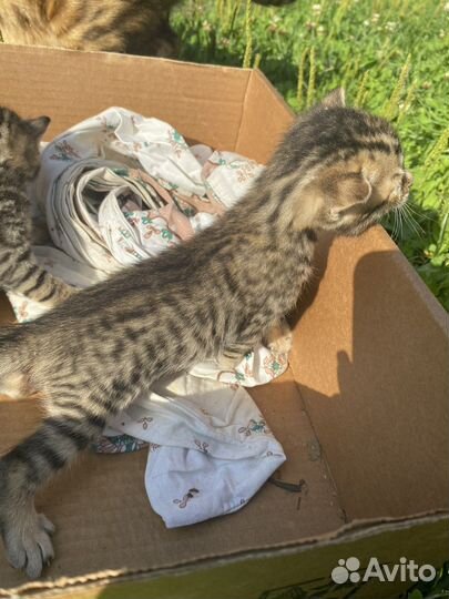 Котята 1 месяц