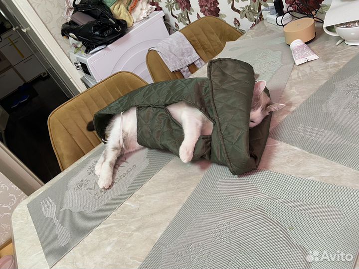 Жилетка для собак