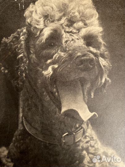 Открытки СССР