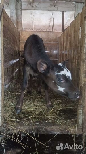 Некрупная тёлочка Джерси 75 процентов