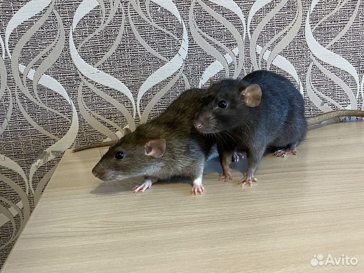 Крысы дамбо