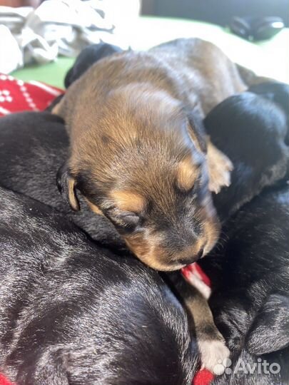 Кокер спаниель